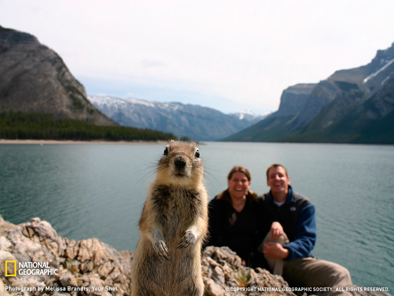 Banff Crasher Squirrel; Quelle: National Geographic